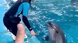 小海豚 冲冲冲 去海洋馆吧