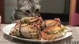 你个遭人唾弃的狗腿子，今天你哈爷要好好教训教训你