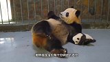 熊猫宝宝打妈妈，结果被熊猫妈妈摁着一顿揍，场面笑翻了