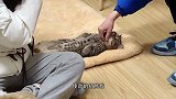 一动不动了，谁愿意谁拨拉吧