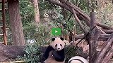 游客围观国宝吃竹子，不料大熊猫干出了这事：请注意你国宝的身份