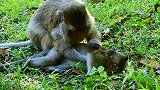 小猴子找不到它妈妈，它妈妈在一周前就失联了