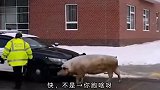 警察同志让我吹一下呗，我也喝酒了，你快让我吹一下
