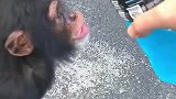 饲养员和黑猩猩经常喝同一瓶水，为了不让瓶口碰到猩猩的嘴他竟然这样做！