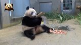 988日龄的熊猫香香最新动态，身材圆润，动作呆萌，可爱依旧