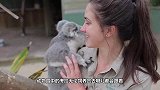 误入后院的野生考拉，被抓包后一脸的蒙圈，考拉：我就是来逛逛