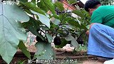 今天做个简单凉拌菜，勾起小时候的美好回忆，幸福快乐
