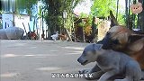 狗狗没打开牛奶，猴子上来就是一巴掌，狗子被这一耳光打懵了