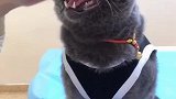 猫：铲屎的你快给我撑腰，它们欺负我！
