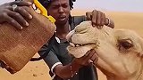 路上遇见一头脱水的骆驼，好心拿出自己唯一的水源救助