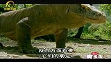 两头科莫多巨蜥，为了地盘扭打在一起，摄像机拍下这一幕！