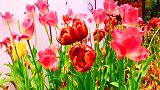 广州景点 10块钱就能赏花  休闲好去处  云台花园
