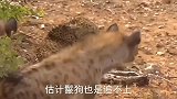 花豹被四只鬣狗咬成重伤，躺在地上奄奄一息，真是太残忍了！
