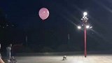 狗狗在路灯下玩顶气球游戏，这么快乐的小狗一定很幸福吧