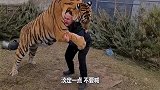 600斤老虎听到“减肥”两字，瞬间站起来和饲养员扭打在一起