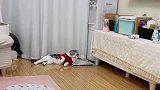 狸花猫终于到我报仇了，此仇不报非君子