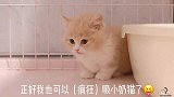 小奶猫太萌了！腿还这么短！吸起来简直是双倍的快乐！