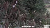 女子独居山里，屋内破旧屋外寒冷，但有忠犬相伴，粗茶淡饭也知足