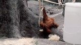 动物园里一只可爱的小猩猩，很会自娱自乐，大家一起来看看吧！