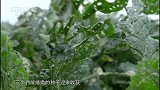 寻味顺德：头菜你们吃过吗？在本地很常见的