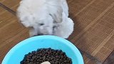 你这是漂流，狗粮加鸡肉还不行