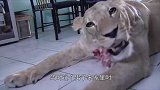 狮子突然发起攻击，把客人扑倒在地，这就是把狮子当宠物的后果！