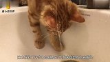 猫咪睡觉把舌头露外面，主人一把捏住，下一秒忍住别笑