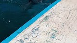 抖到蓬莱八仙过海 谁能猜出小海豚在交流什么话题呢