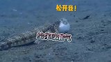母狗鱼吃刺豚，不看看自己能吃吗