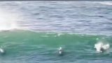 我你肯定是故意的。海豚不是海浪动的手