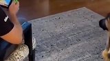 太有意思了，什么时候也能拥有这么一条狗狗。