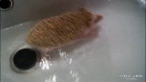第一次见刺猬做“水疗”，身上的刺还需要精油保养！
