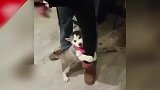 狗狗，你也太听话了吧！你的主人玩你的脸你就没有点反应吗