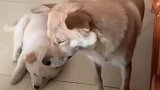 原来困成狗是这么来的!