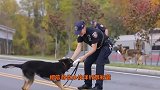 世界上最“可爱”的警犬，网友：还没满月就出来上班啦