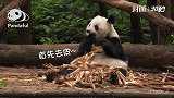 30秒丨大熊猫的幸福吃笋时刻