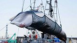 正式退群！时隔31年，日本今起重启商业捕鲸