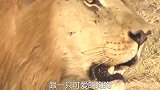 两只小狗被饲养员放进狮笼，正以为小狗要完蛋，狮子的行为玄幻了