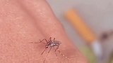 一男子近距离拍摄蚊子吸血蚊子