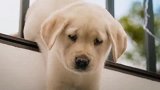 导盲犬一旦认定主人，便会终其一生！