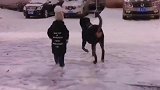 忠犬守护小主人，真不愧是顶级的防暴犬