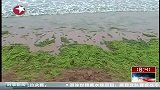 青岛：浒苔聚集 专家称完全可控