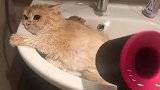 猫咪：我不想洗澡，我是被逼的