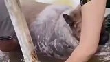 旺财去一趟姥姥家，就变成了这个样子