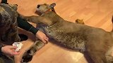安静等待包扎的大猫，一脸委屈：我再也不皮了
