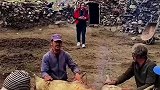 巴基斯坦的农民用传统方法制作黄油