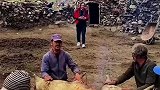 巴基斯坦的农民用传统方法制作黄油