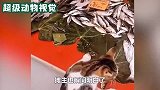 猫咪嘴馋，来到摊位上偷鱼，老板却装作没看到