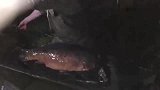 旅游-十年难得一见 英国抓到63斤重最大淡水鱼！_clip