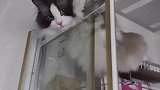 每当主人要洗澡，猫咪就要来守护